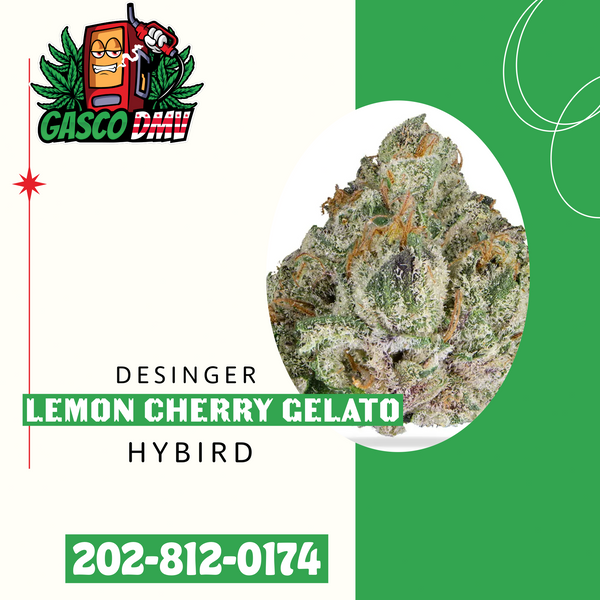 Lemon Cherry Gelato (Hybrid Designer)