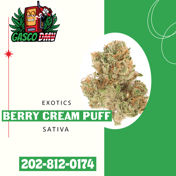 Berry Cream Puff (Indoor Exotic)